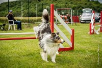 0041AGILITY CLAYE SOUILLY - CAT B - GWASH AGI 1732- : 2016, 26 JUIN 2016, 2ème degré, Berger des shetlands, CONCOURS AGILITY, Catégorie B, Claye Souilly, Dossard 4, GWASH, Handi 3