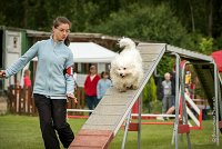 0001AGILITY CLAYE SOUILLY - HALTO AGI 0051- : 2016, 26 JUIN 2016, COTON DE TULEAR, Claye Souilly, HALTO, Open