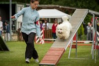 0002AGILITY CLAYE SOUILLY - HALTO AGI 0052- : 2016, 26 JUIN 2016, COTON DE TULEAR, Claye Souilly, HALTO, Open