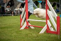 0003AGILITY CLAYE SOUILLY - HALTO AGI 0053- : 2016, 26 JUIN 2016, COTON DE TULEAR, Claye Souilly, HALTO, Open