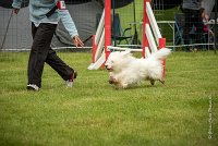 0004AGILITY CLAYE SOUILLY - HALTO AGI 0056- : 2016, 26 JUIN 2016, COTON DE TULEAR, Claye Souilly, HALTO, Open