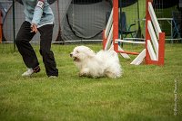 0005AGILITY CLAYE SOUILLY - HALTO AGI 0057- : 2016, 26 JUIN 2016, COTON DE TULEAR, Claye Souilly, HALTO, Open