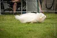 0006AGILITY CLAYE SOUILLY - HALTO AGI 0058- : 2016, 26 JUIN 2016, COTON DE TULEAR, Claye Souilly, HALTO, Open