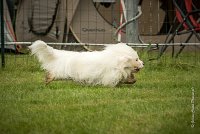 0007AGILITY CLAYE SOUILLY - HALTO AGI 0059- : 2016, 26 JUIN 2016, COTON DE TULEAR, Claye Souilly, HALTO, Open