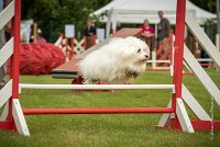 0008AGILITY CLAYE SOUILLY - HALTO AGI 0060- : 2016, 26 JUIN 2016, COTON DE TULEAR, Claye Souilly, HALTO, Open