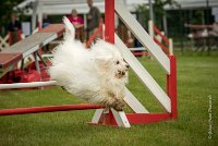 0009AGILITY CLAYE SOUILLY - HALTO AGI 0061- : 2016, 26 JUIN 2016, COTON DE TULEAR, Claye Souilly, HALTO, Open