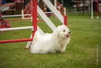 0010AGILITY CLAYE SOUILLY - HALTO AGI 0062- : 2016, 26 JUIN 2016, COTON DE TULEAR, Claye Souilly, HALTO, Open