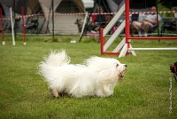 0011AGILITY CLAYE SOUILLY - HALTO AGI 0063- : 2016, 26 JUIN 2016, COTON DE TULEAR, Claye Souilly, HALTO, Open