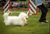 0012AGILITY CLAYE SOUILLY - HALTO AGI 0064- : 2016, 26 JUIN 2016, COTON DE TULEAR, Claye Souilly, HALTO, Open