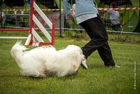 0013AGILITY CLAYE SOUILLY - HALTO AGI 0065- : 2016, 26 JUIN 2016, COTON DE TULEAR, Claye Souilly, HALTO, Open