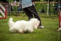 0014AGILITY CLAYE SOUILLY - HALTO AGI 0066- : 2016, 26 JUIN 2016, COTON DE TULEAR, Claye Souilly, HALTO, Open