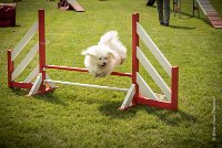 0015AGILITY CLAYE SOUILLY - HALTO AGI 1138- : 2016, 26 JUIN 2016, Claye Souilly, HALTO