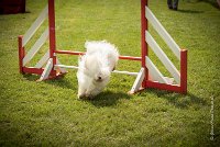 0016AGILITY CLAYE SOUILLY - HALTO AGI 1139- : 2016, 26 JUIN 2016, Claye Souilly, HALTO