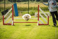 0019AGILITY CLAYE SOUILLY - HALTO AGI 1147- : 2016, 26 JUIN 2016, Claye Souilly, HALTO