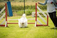 0020AGILITY CLAYE SOUILLY - HALTO AGI 1148- : 2016, 26 JUIN 2016, Claye Souilly, HALTO