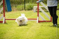 0021AGILITY CLAYE SOUILLY - HALTO AGI 1149- : 2016, 26 JUIN 2016, Claye Souilly, HALTO