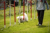 0023AGILITY CLAYE SOUILLY - HALTO AGI 1152- : 2016, 26 JUIN 2016, Claye Souilly, HALTO