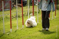 0025AGILITY CLAYE SOUILLY - HALTO AGI 1154- : 2016, 26 JUIN 2016, Claye Souilly, HALTO