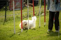 0026AGILITY CLAYE SOUILLY - HALTO AGI 1155- : 2016, 26 JUIN 2016, Claye Souilly, HALTO