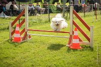 0027AGILITY CLAYE SOUILLY - HALTO AGI 1156- : 2016, 26 JUIN 2016, Claye Souilly, HALTO