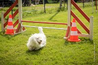 0028AGILITY CLAYE SOUILLY - HALTO AGI 1158- : 2016, 26 JUIN 2016, Claye Souilly, HALTO