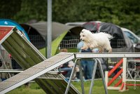 0001AGILITY CLAYE SOUILLY - CAT A - JM LEELOO AGI 0125- : 2016, 26 JUIN 2016, COTON DE TULEAR, Catégorie A, Claye Souilly, JM LEELOO, Open