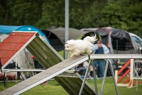 0002AGILITY CLAYE SOUILLY - CAT A - JM LEELOO AGI 0126- : 2016, 26 JUIN 2016, COTON DE TULEAR, Catégorie A, Claye Souilly, JM LEELOO, Open