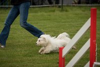 0003AGILITY CLAYE SOUILLY - CAT A - JM LEELOO AGI 0127- : 2016, 26 JUIN 2016, COTON DE TULEAR, Catégorie A, Claye Souilly, JM LEELOO, Open