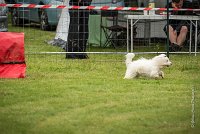 0004AGILITY CLAYE SOUILLY - CAT A - JM LEELOO AGI 0128- : 2016, 26 JUIN 2016, COTON DE TULEAR, Catégorie A, Claye Souilly, JM LEELOO, Open