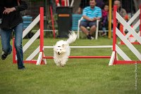 0005AGILITY CLAYE SOUILLY - CAT A - JM LEELOO AGI 0130- : 2016, 26 JUIN 2016, COTON DE TULEAR, Catégorie A, Claye Souilly, JM LEELOO, Open