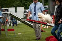 0008AGILITY CLAYE SOUILLY - CAT A - JM LEELOO AGI 0133- : 2016, 26 JUIN 2016, COTON DE TULEAR, Catégorie A, Claye Souilly, JM LEELOO, Open