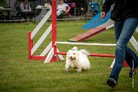 0009AGILITY CLAYE SOUILLY - CAT A - JM LEELOO AGI 0134- : 2016, 26 JUIN 2016, COTON DE TULEAR, Claye Souilly, JM LEELOO, Open