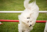 0010AGILITY CLAYE SOUILLY - CAT A - JM LEELOO AGI 0136- : 2016, 26 JUIN 2016, COTON DE TULEAR, Catégorie A, Claye Souilly, JM LEELOO, Open