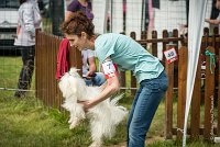 0011AGILITY CLAYE SOUILLY - CAT A - JM LEELOO AGI 1099- : 1er degré, 2016, 26 JUIN 2016, COTON DE TULEAR, Catégorie A, Claye Souilly, Dossard 7, JM LEELOO