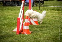 0013AGILITY CLAYE SOUILLY - CAT A - JM LEELOO AGI 1102- : 1er degré, 2016, 26 JUIN 2016, COTON DE TULEAR, Catégorie A, Claye Souilly, Dossard 7, JM LEELOO