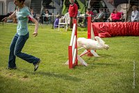 0014AGILITY CLAYE SOUILLY - CAT A - JM LEELOO AGI 1103- : 1er degré, 2016, 26 JUIN 2016, COTON DE TULEAR, Catégorie A, Claye Souilly, Dossard 7, JM LEELOO