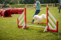 0015AGILITY CLAYE SOUILLY - CAT A - JM LEELOO AGI 1104- : 1er degré, 2016, 26 JUIN 2016, COTON DE TULEAR, Catégorie A, Claye Souilly, Dossard 7, JM LEELOO