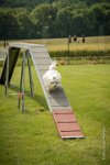 0017AGILITY CLAYE SOUILLY - CAT A - JM LEELOO AGI 1107- : 1er degré, 2016, 26 JUIN 2016, COTON DE TULEAR, Catégorie A, Claye Souilly, Dossard 7, JM LEELOO