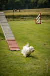 0018AGILITY CLAYE SOUILLY - CAT A - JM LEELOO AGI 1108- : 1er degré, 2016, 26 JUIN 2016, COTON DE TULEAR, Catégorie A, Claye Souilly, Dossard 7, JM LEELOO