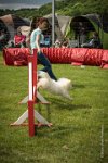 0019AGILITY CLAYE SOUILLY - CAT A - JM LEELOO AGI 1109- : 1er degré, 2016, 26 JUIN 2016, COTON DE TULEAR, Catégorie A, Claye Souilly, Dossard 7, JM LEELOO