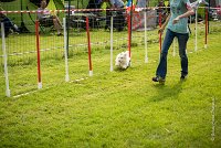 0025AGILITY CLAYE SOUILLY - CAT A - JM LEELOO AGI 1117- : 1er degré, 2016, 26 JUIN 2016, COTON DE TULEAR, Catégorie A, Claye Souilly, Dossard 7, JM LEELOO