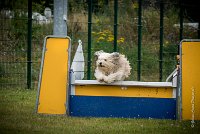 AGILITY COMPIEGNE - DIPSIE -1 : 2016, 6 Août 2016, COMPIEGNE, Catégorie B, DIPSIE, Open