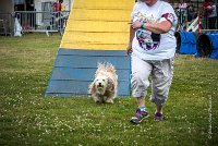 AGILITY COMPIEGNE - DIPSIE -10 : 2016, 6 Août 2016, COMPIEGNE, Catégorie B, DIPSIE, Open