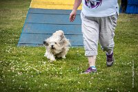 AGILITY COMPIEGNE - DIPSIE -11 : 2016, 6 Août 2016, COMPIEGNE, Catégorie B, DIPSIE, Open