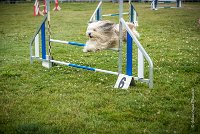 AGILITY COMPIEGNE - DIPSIE -12 : 2016, 6 Août 2016, COMPIEGNE, Catégorie B, DIPSIE, Open