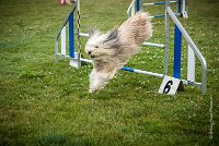 AGILITY COMPIEGNE - DIPSIE -13 : 2016, 6 Août 2016, COMPIEGNE, Catégorie B, DIPSIE, Open