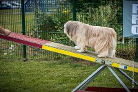 AGILITY COMPIEGNE - DIPSIE -15 : 2016, 6 Août 2016, COMPIEGNE, Catégorie B, DIPSIE, Open