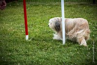 AGILITY COMPIEGNE - DIPSIE -17 : 2016, 6 Août 2016, COMPIEGNE, Catégorie B, DIPSIE, Open