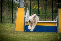 AGILITY COMPIEGNE - DIPSIE -2 : 2016, 6 Août 2016, COMPIEGNE, Catégorie B, DIPSIE, Open