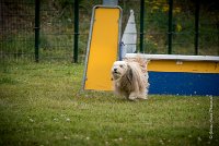 AGILITY COMPIEGNE - DIPSIE -3 : 2016, 6 Août 2016, COMPIEGNE, Catégorie B, DIPSIE, Open